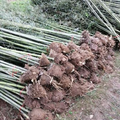 剛竹鋼竹青皮竹批發(fā)種植基地河南南陽(yáng)桐柏縣