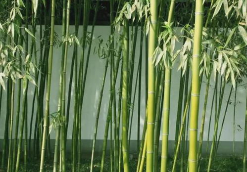 門(mén)前不栽竹,房后不栽樹(shù) ,這4個(gè)地方不宜種竹子,很有講究