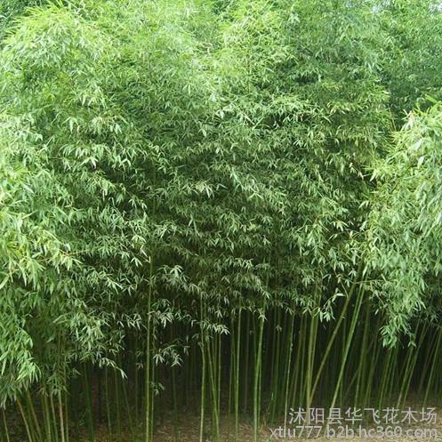 【竹子 剛竹 毛竹 淡竹 紫竹 早園竹 綠化竹子批發(fā)】?jī)r(jià)格_廠(chǎng)家_圖片
