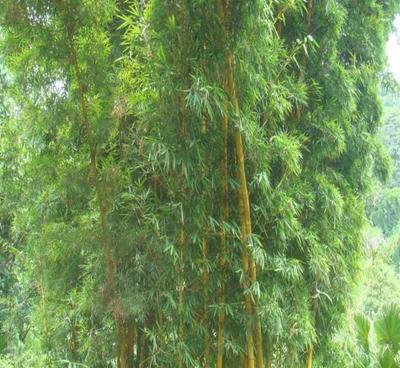 園林庭院栽培竹子鳳尾竹 觀音竹 用于觀賞、園林綠化苗木