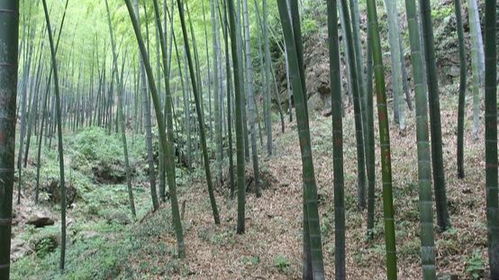 俗語 門前種竹,子孫享福 ,老祖宗們為什么會有這樣的說法呢