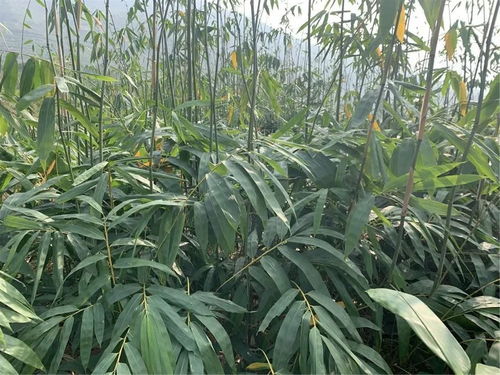 專家來幫忙 助推大關低熱河谷竹產業發展