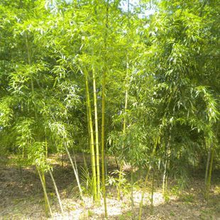 安吉縣竹盛苗圃供應(yīng)紅竹另紫竹龜甲竹等近百種觀賞竹可設(shè)計施工