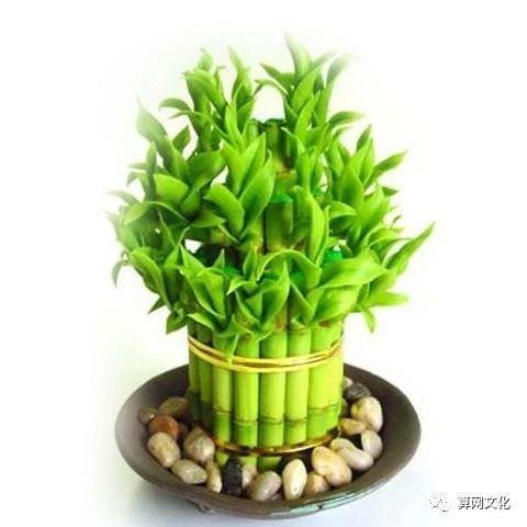 錯用風(fēng)水物品,旺運不成反招禍,趕緊來看看你擺對了沒