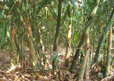 農(nóng)村小伙承包荒山,種植一種東西,一次種植長期收益,年賺25萬