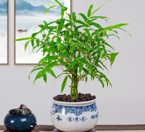 4種吉祥竹,枝干翠綠有生機(jī),還有好寓意
