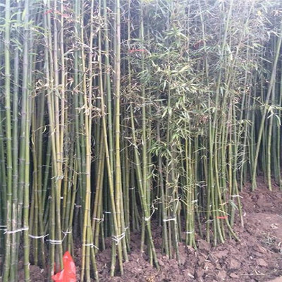 竹子的根系發(fā)達(dá)嗎?