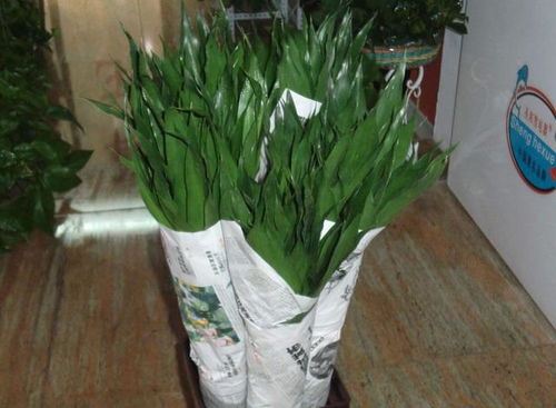 你想要的富貴竹種植方法這里都有,葉子翠綠,枝繁葉茂