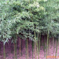 供應苗木紅葉小檗、竹桃、花桃、花木(圖)