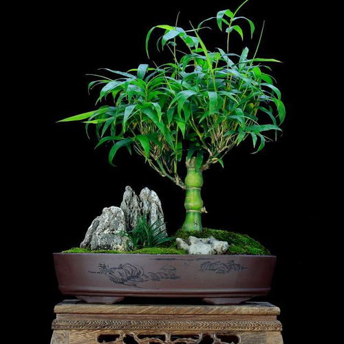 家里養5種 吉祥竹 ,富貴不俗,好日子節節高升