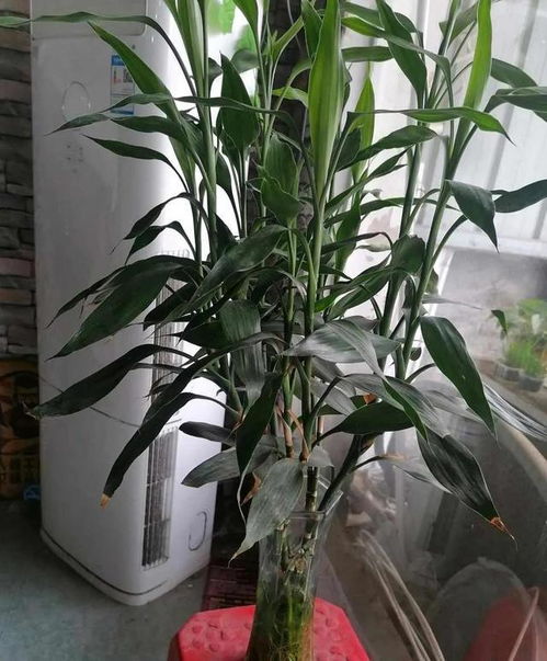 三種健康花,漂亮好養,陽臺養兩盆,全家老小 少得病