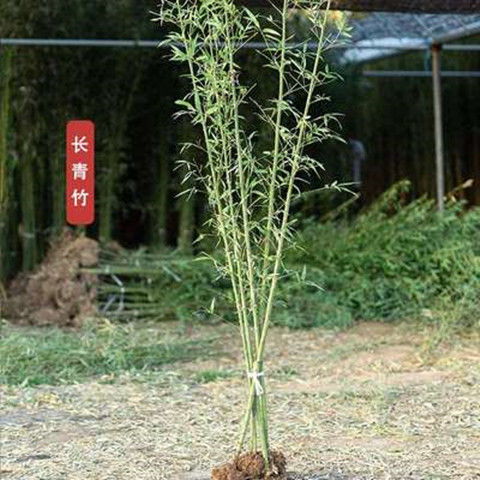 北方大竹子苗室外耐寒庭院大型根戶外小型種植風(fēng)水筍四季常青植物