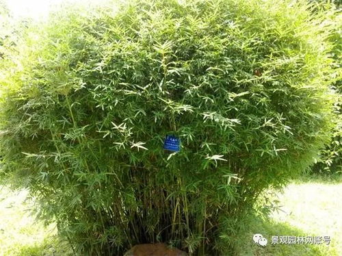 24種常用竹子,你認(rèn)識幾種
