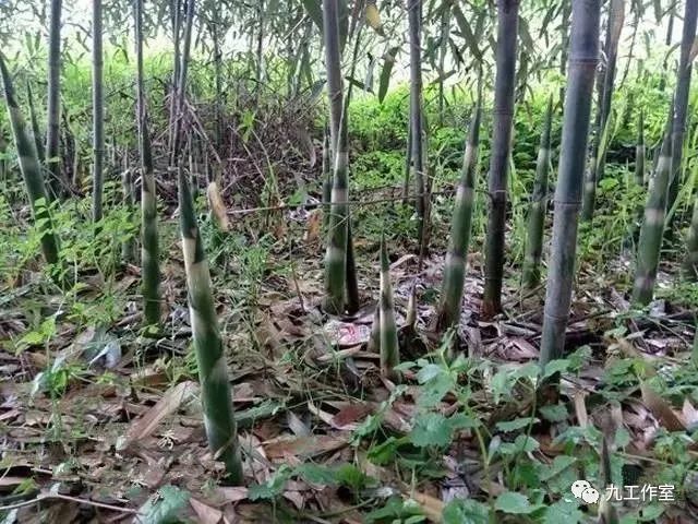 竹文化:湖南優質農產品郴州本地春筍品種系列介紹