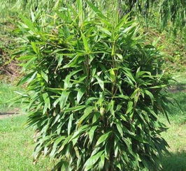 華北地區適宜栽種什么樹 這類已大量種植在北方園林之中