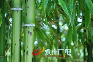 秦光榮 以舜帝南巡線索為鑰匙破解存在于永州的千古之謎以及文化斷層