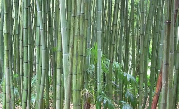 清華簡用的是 鋼竹 ,這種竹子野外已經找不到,屬于瀕危的植物