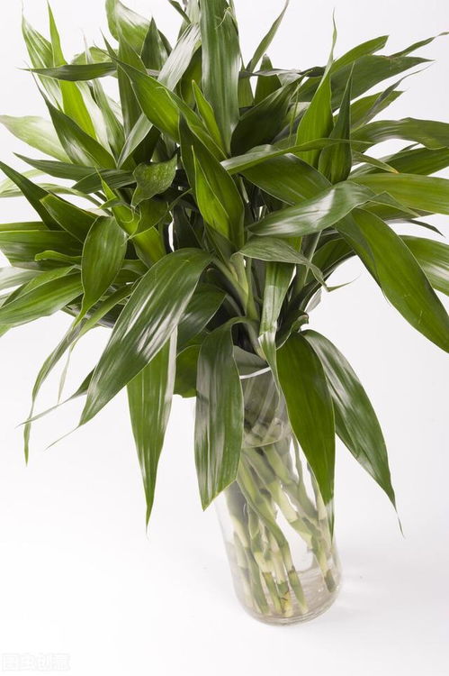 這8種植物被稱為 加濕神器 ,冬季天氣干燥,屋里一定要養一盆