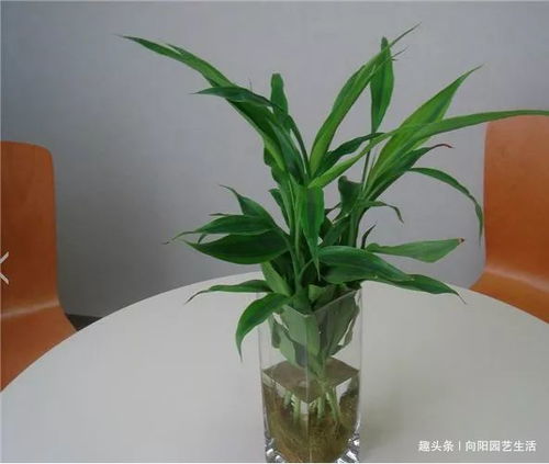 富貴竹爛根黃葉子,4種原因導致,3個解決方法,白根呼呼長