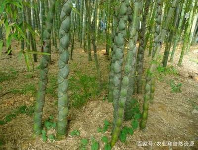 國家竹子團的故事