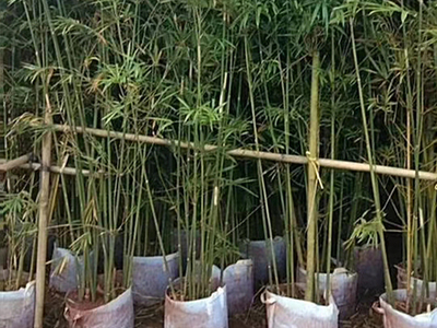 青皮竹子用途和習性_海南悅民竹子批發