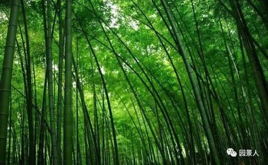 竹子的種植門道,你知道嗎?