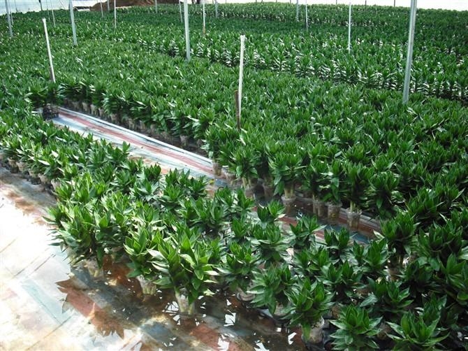 水培蓮花竹 - 廣東省 - 生產商 - 產品目錄 - 湛江市麗泰貿易