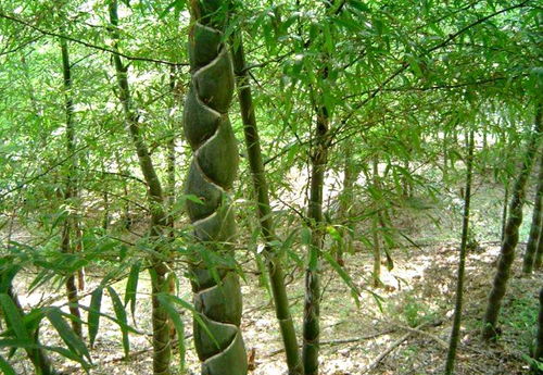 一種植物很難運輸,農民老師傅制造出現代感 油紙傘 ,漂亮實用