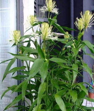 有養這3種花可要注意了,一不小心就能戳到屋頂上去