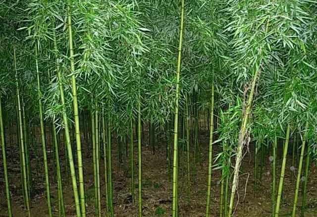 庭院竹子的種植門道,你知道嗎?