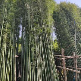 劉建平竹子