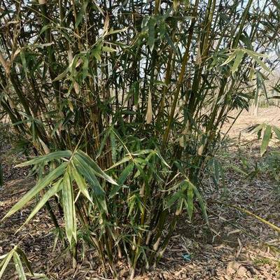 孝順竹哪個品牌好