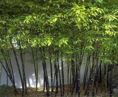這種竹子,玩的人不多,但顏值和氣質都一流