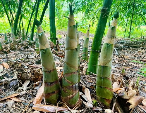 從山間土貨到螺螄粉 靈魂 柳江竹筍 身價 翻倍