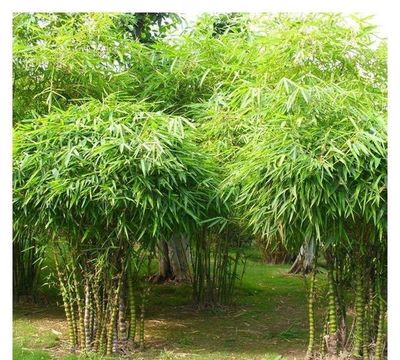庭院竹子種什么竹最好(庭院適合種什么竹)