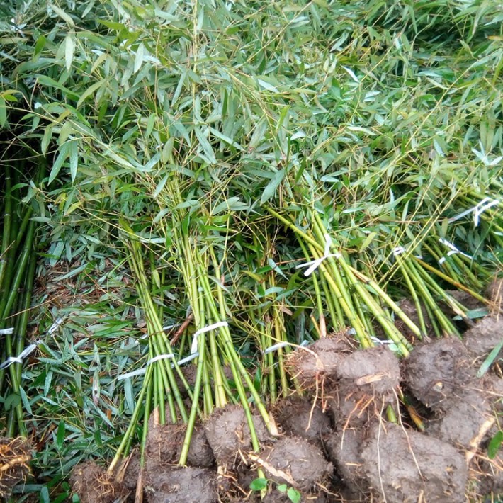 的種植時間要根據品種來定,一般我們可分類為散生竹,叢生竹.