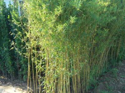 秋季在北方大規模移栽竹子的技術要領