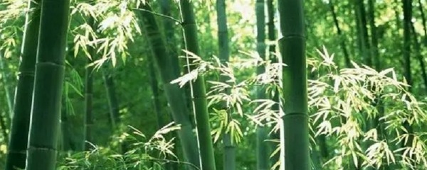 竹子對人類的貢獻是什么