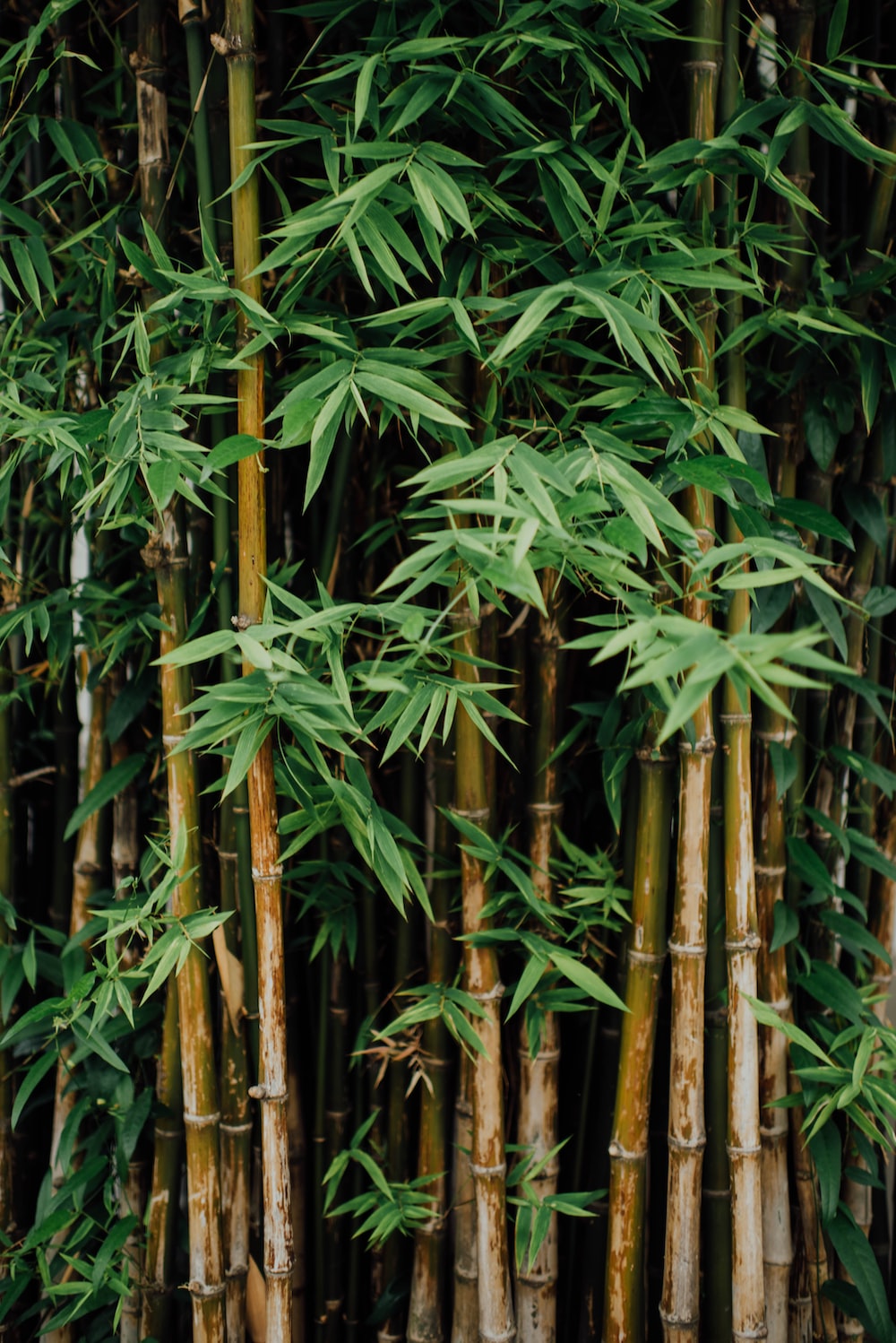 中國雜交技術有多厲害?竹子和水稻都能搞一起,一斤竹米20塊!