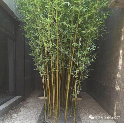 庭院養竹的講究與告誡：院里千萬別這樣種竹子，半年身體就出問題