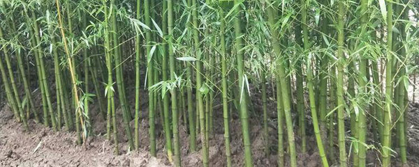 四季竹在庭院種植的可行性及樹木經營管理指南
